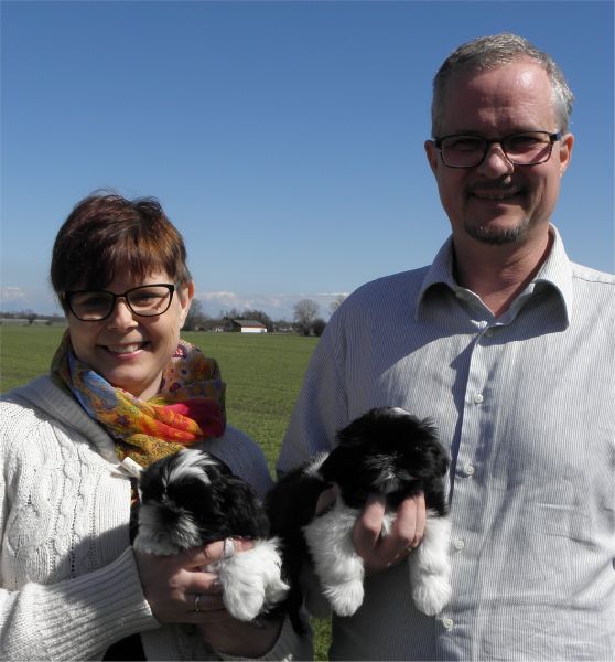 Shih Tzu Danmark 2013